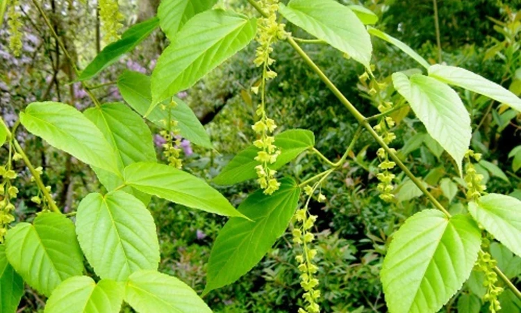  Leaves and yellow flowers
