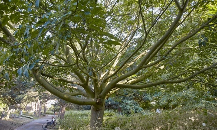 Snake bark maple