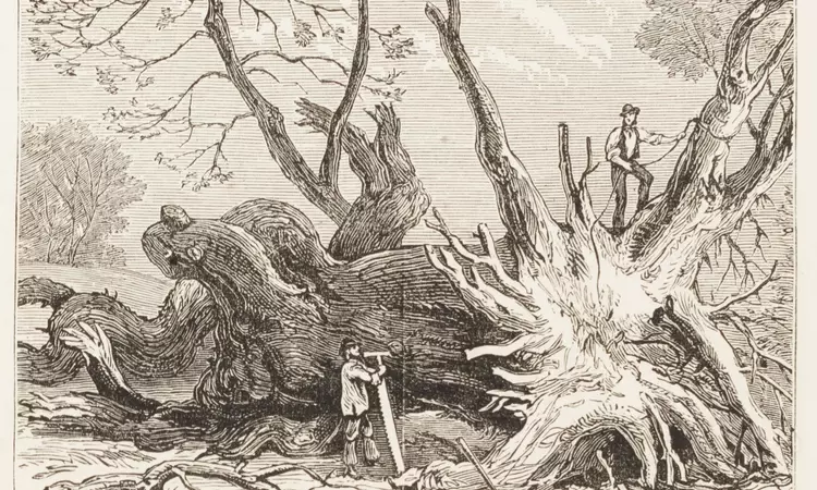 Illustration from 1881 depicting a fallen chestnut tree
