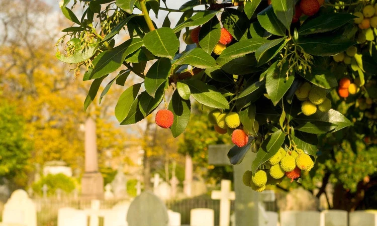 Strawberry tree with fruit