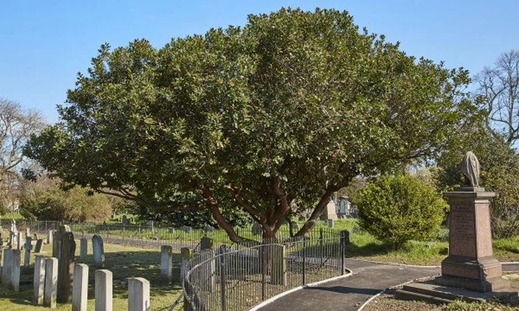 Strawberry tree in Brompton Cemtery