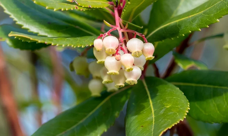  Strawberry tree flowers