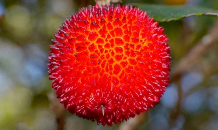 Strawberry tree fruit 