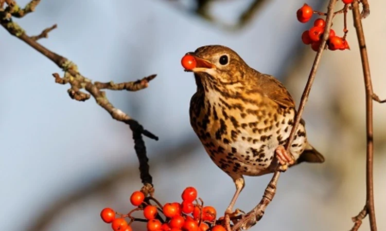Thrush in a rowan tree