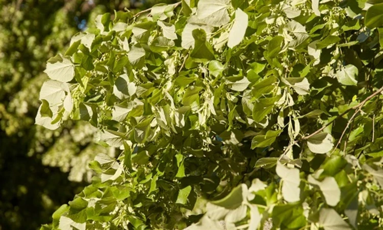 Weeping lime leaves and buds