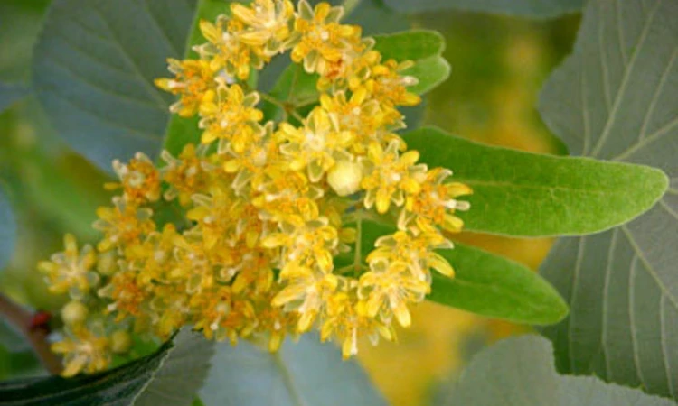 Weeping silver lime flowers.