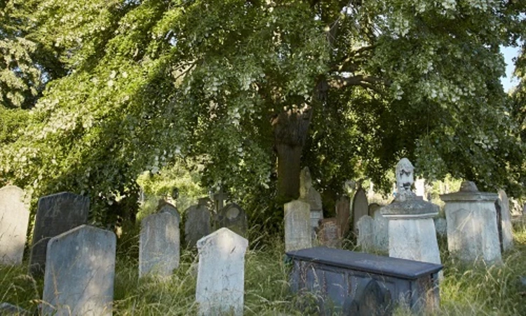 Weeping lime view
