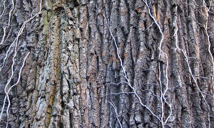 Oak bark