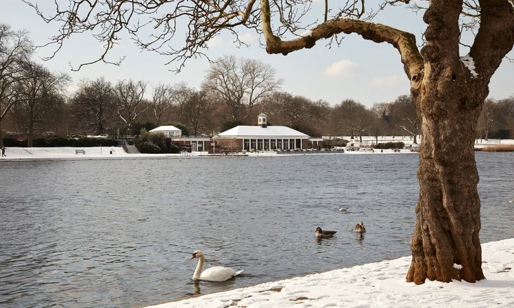 Swan on the Serpentine in winter