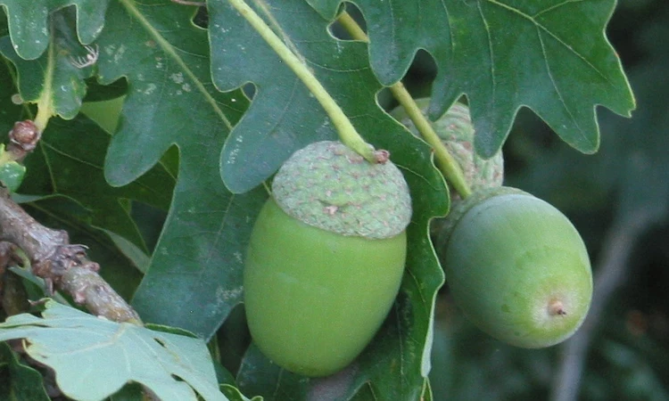 Acorns