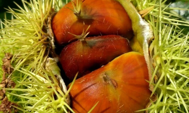 Sweet chestnuts