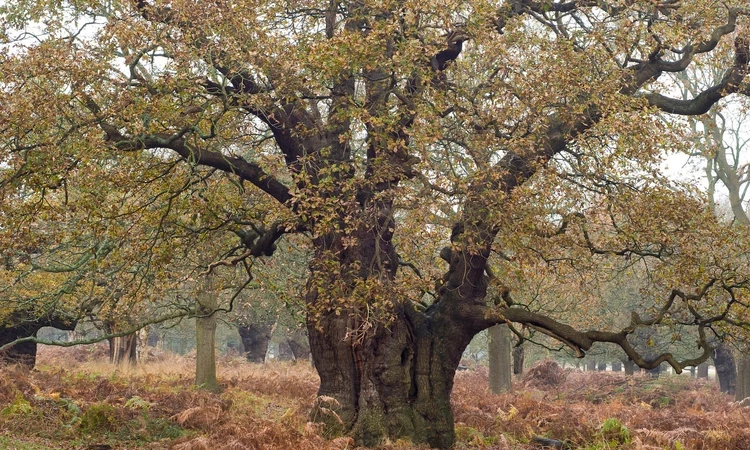 Ancient oak tree in Richmond Park