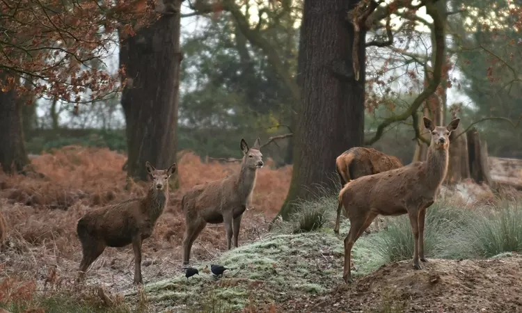Deer in Richmond Park in winter