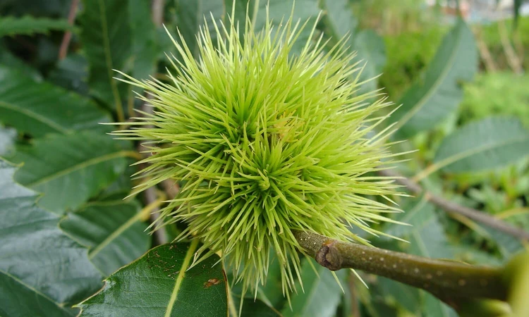 Spiky sweet chestnut husk