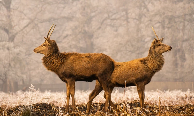 Young red deer stags in winter