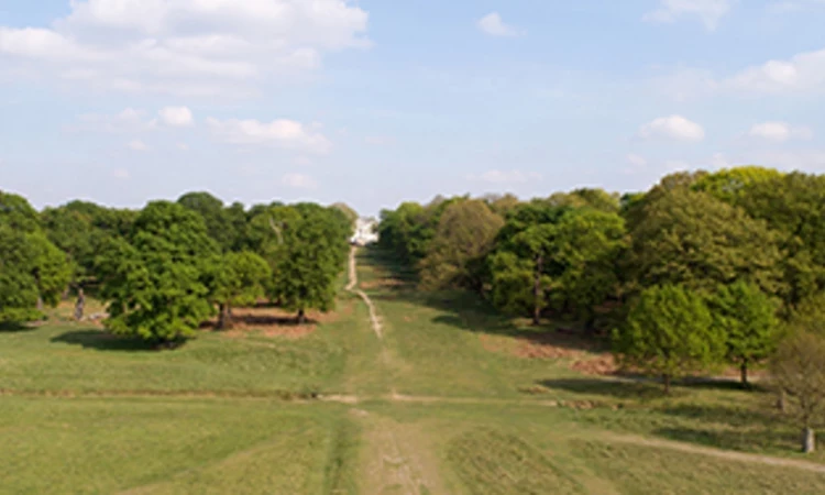 Summer trees in Richmond Park