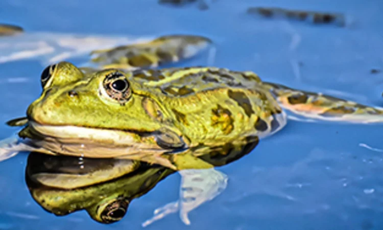 Frog in a pond