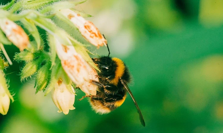 A Queen buff tail Bumblebee sourcing nectar from a flower