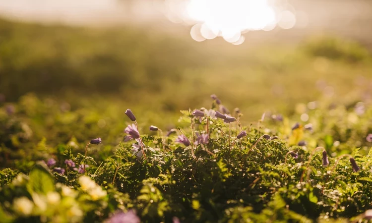 Small budding purple crocus flowers on mossy grass