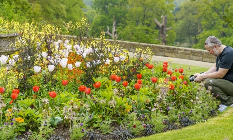 A crouched man taking a photograph of a flowerbed 