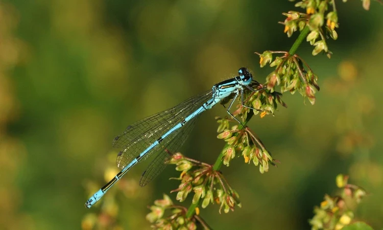 Azure damselfly