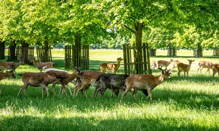 Deer in Bushy Park in spring