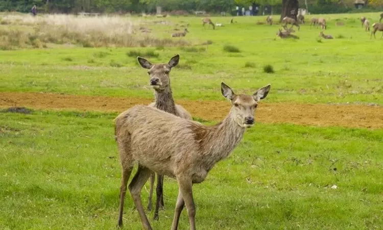 Deer in Richmond Park in spring