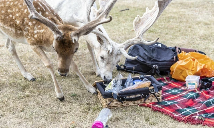 two deers eating food from a picnic on the ground