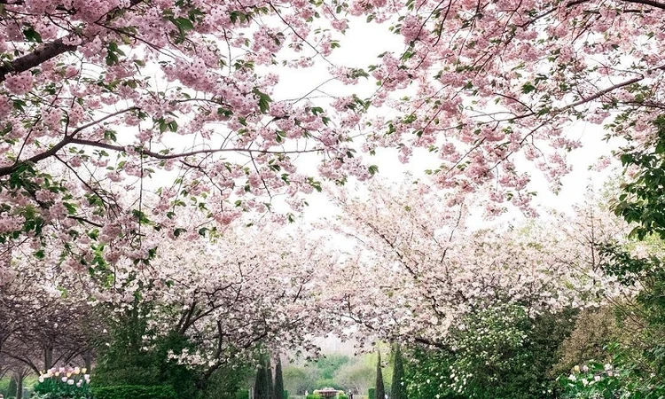 Flowering cherry trees in the Avenue Gardens