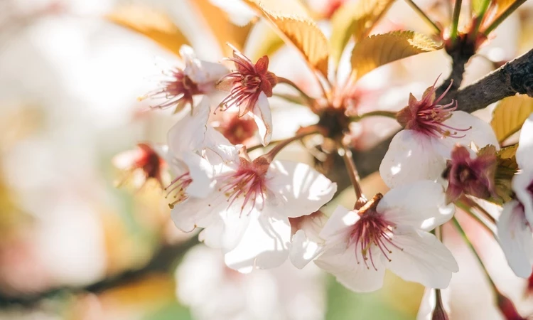 Flowers of St. James's Park in spring