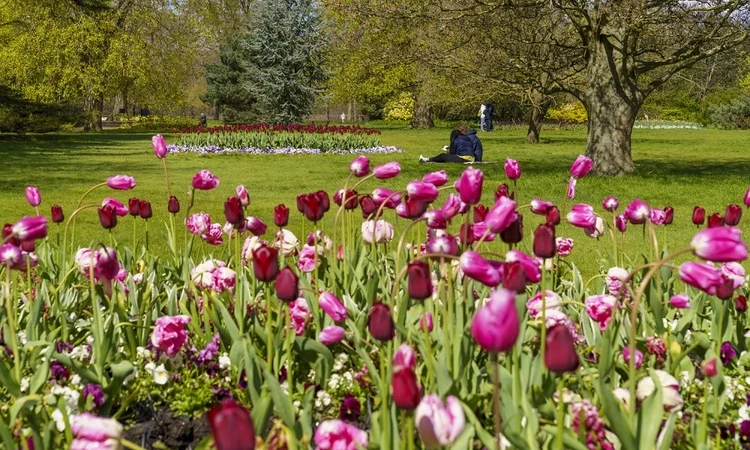 The Flower garden in spring