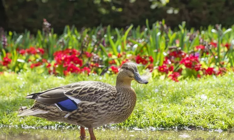 Duck in Greenwich Park in spring