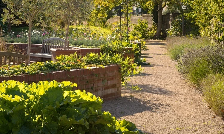 Queen's Orchard allotment in spring