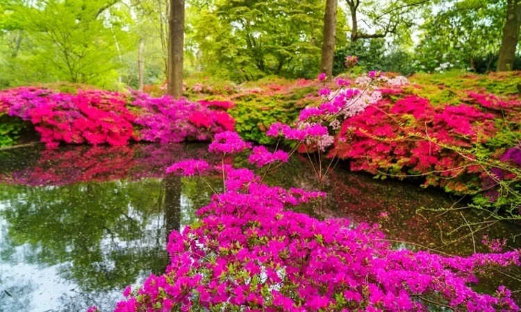 Isabella Plantation in spring