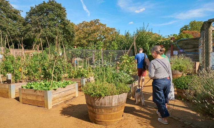 Kensington Gardens allotment