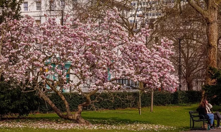 Magnolia tree on The North Flower Walk 