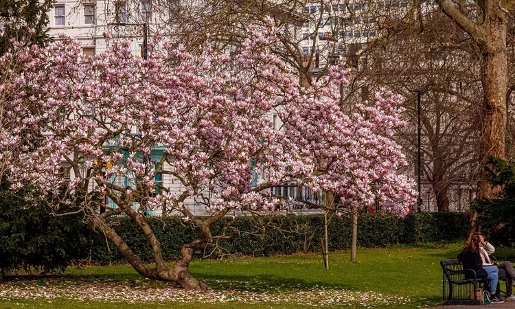 Magnolia tree on The North Flower Walk