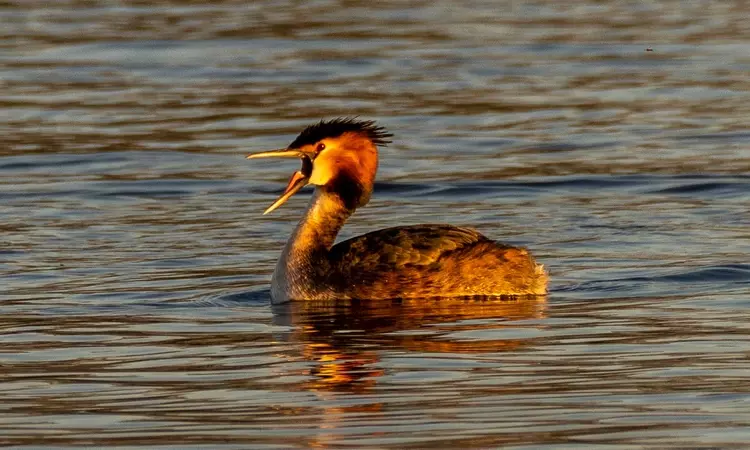 A grebe on the water
