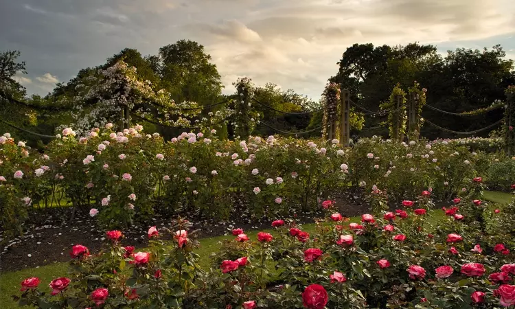 The roses in Queen Mary's Garden, The Regent's Park
