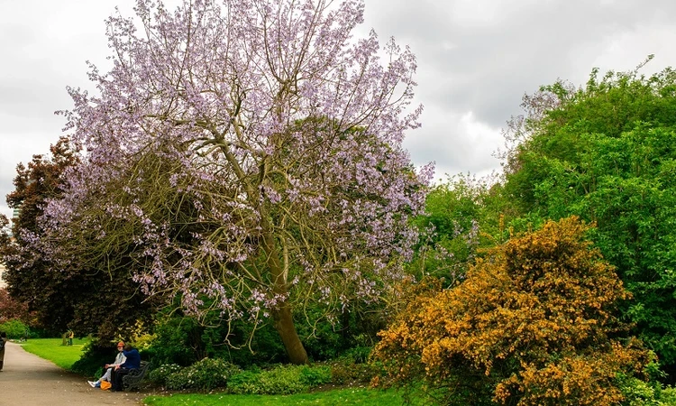 The Regent's Park trees in spring