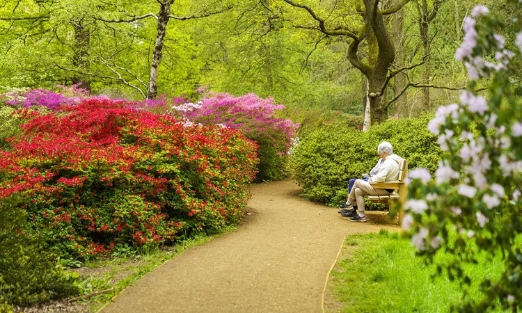 Isabella Plantation in Richmond Park
