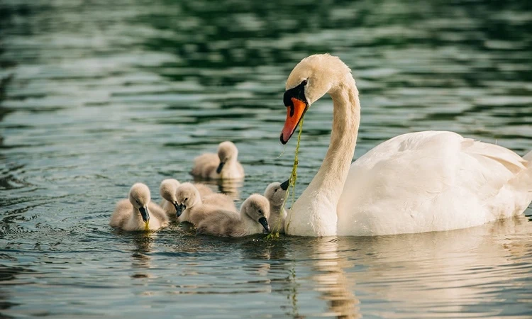 Swan and cygnets on the Serpentine