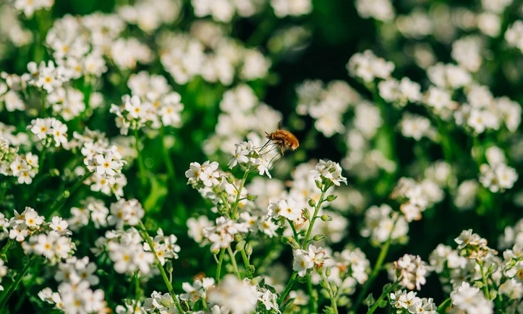 Flowers of St. James's Park in spring