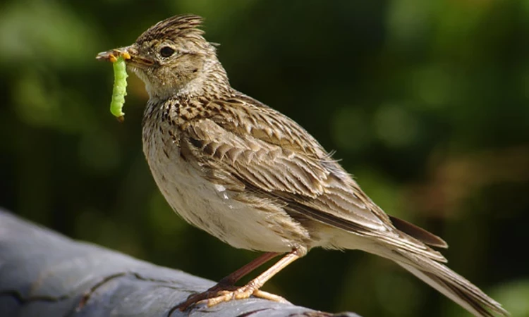 Skylark with a green caterpillar in its beak