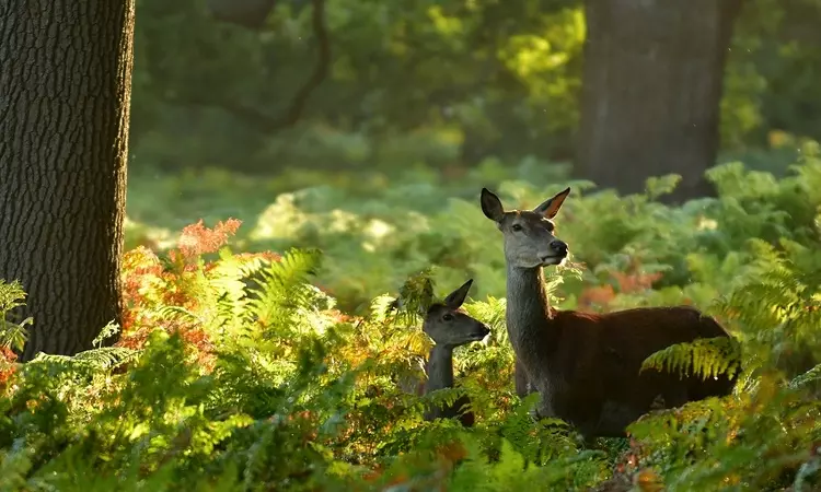 Deer and fawn in the ferns