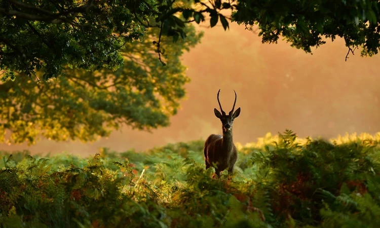 Deer at sunset in Richmond Park