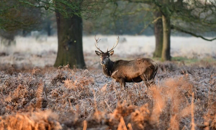 Deer in Bushy Park in winter