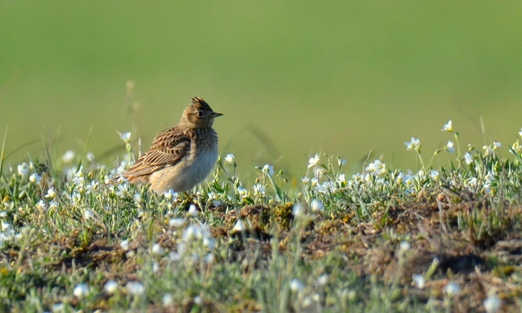 Skylark among wildflowers