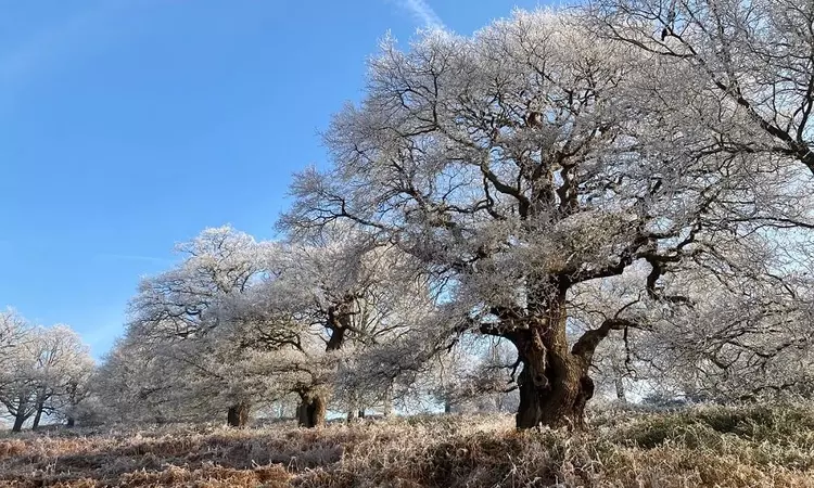  Frosty veteran oak trees in Richmond Park.