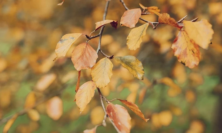 Golden autumn leaves